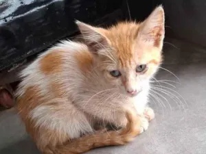 Gato raça SRD-ViraLata idade Abaixo de 2 meses nome sem nome