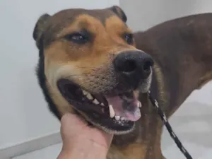 Cachorro raça SRD-ViraLata idade 2 anos nome Gigante 