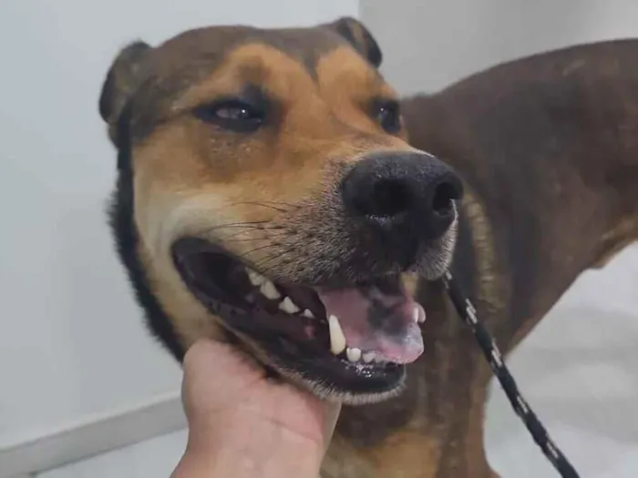 Cachorro raça SRD-ViraLata idade 2 anos nome Gigante 