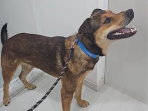 Cachorro raça SRD-ViraLata idade 2 anos nome Gigante 