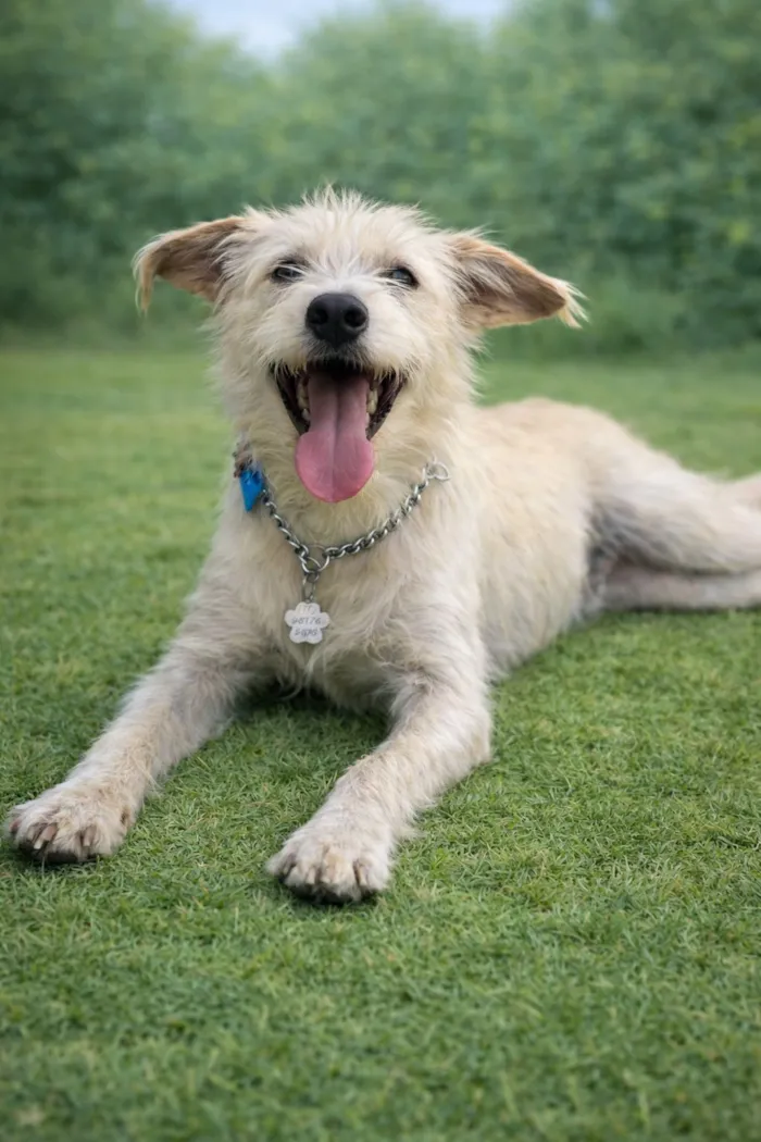 Cachorro raça SRD-ViraLata idade 2 anos nome Luigi