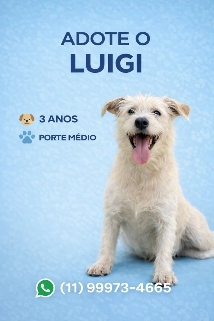Cachorro raça SRD-ViraLata idade 2 anos nome Luigi