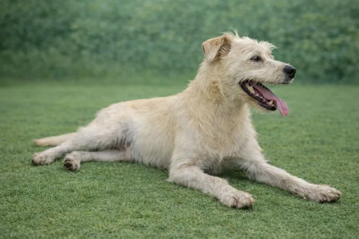 Cachorro raça SRD-ViraLata idade 2 anos nome Luigi