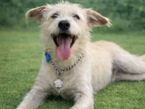 Cachorro raça SRD-ViraLata idade 2 anos nome Luigi