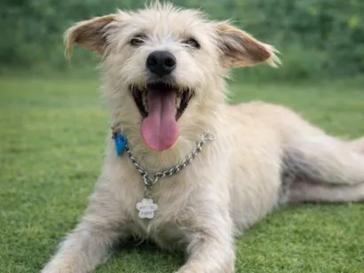 Cachorro raça SRD-ViraLata idade 2 anos nome Luigi