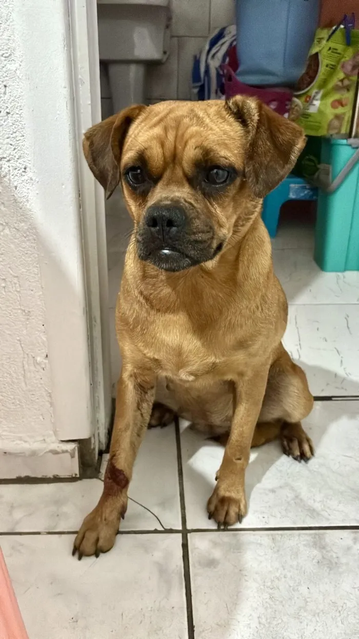 Cachorro raça SRD-ViraLata idade 7 a 11 meses nome Nutella 1ano porte Pequeno 