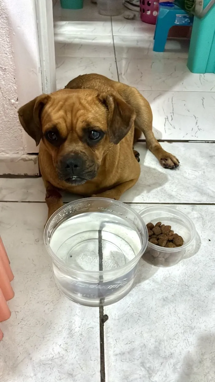 Cachorro raça SRD-ViraLata idade 7 a 11 meses nome Nutella 1ano porte Pequeno 