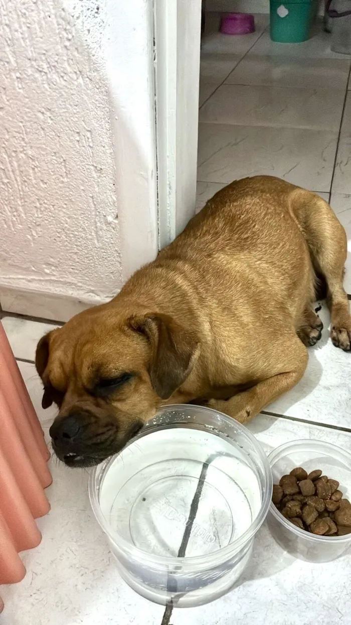 Cachorro raça SRD-ViraLata idade 7 a 11 meses nome Nutella 1ano porte Pequeno 