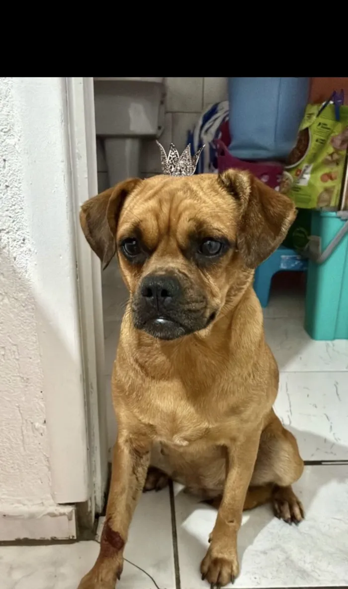 Cachorro raça SRD-ViraLata idade 7 a 11 meses nome Nutella 1ano porte Pequeno 