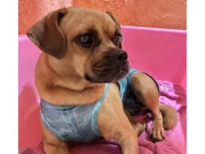 Cachorro raça SRD-ViraLata idade 7 a 11 meses nome Nutella 1ano porte Pequeno 