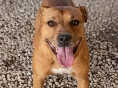 Cachorro raça SRD-ViraLata idade 2 anos nome Hulk