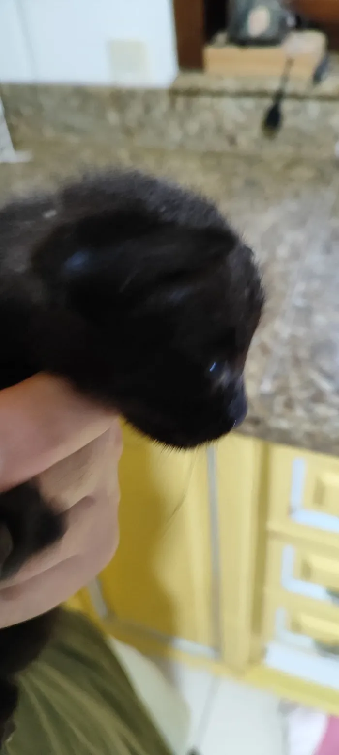 Gato raça SRD-ViraLata idade Abaixo de 2 meses nome yoyô