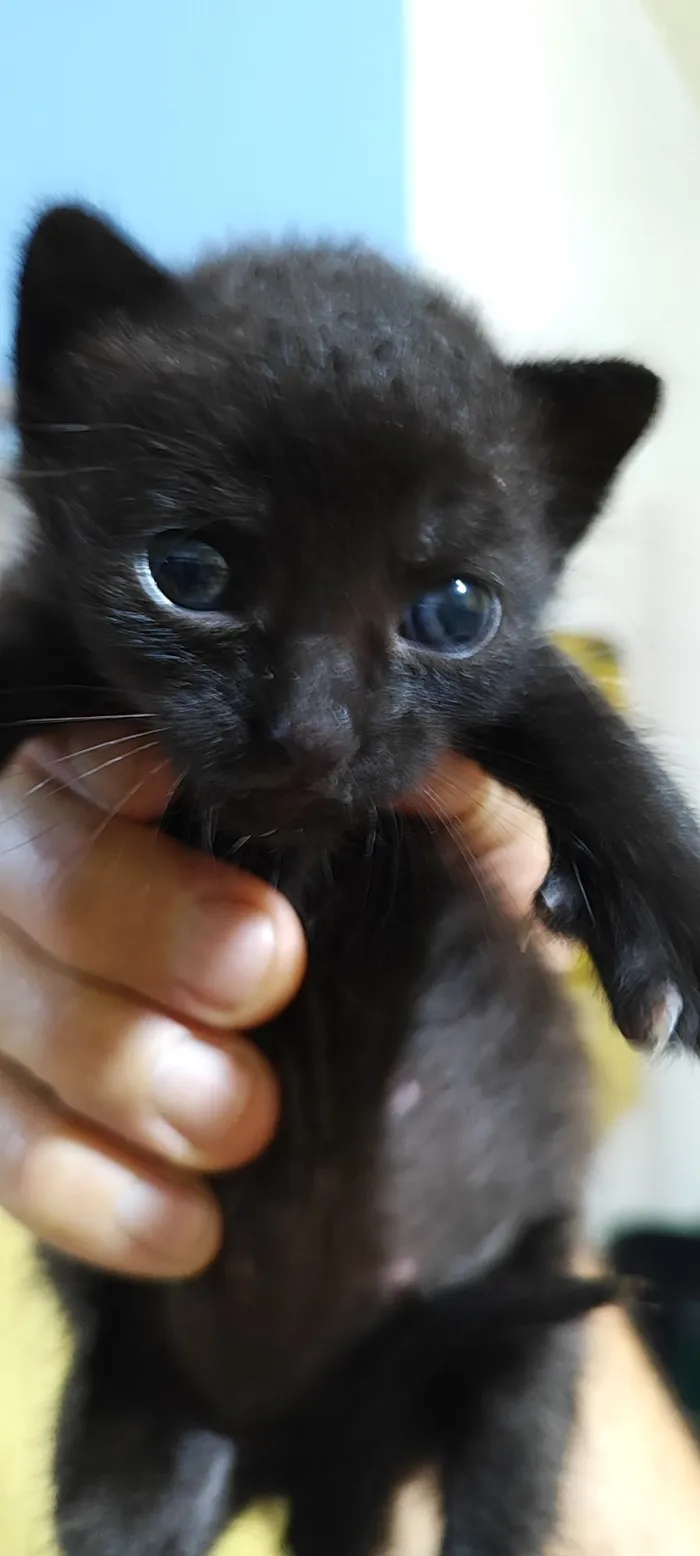 Gato raça SRD-ViraLata idade Abaixo de 2 meses nome yoyô