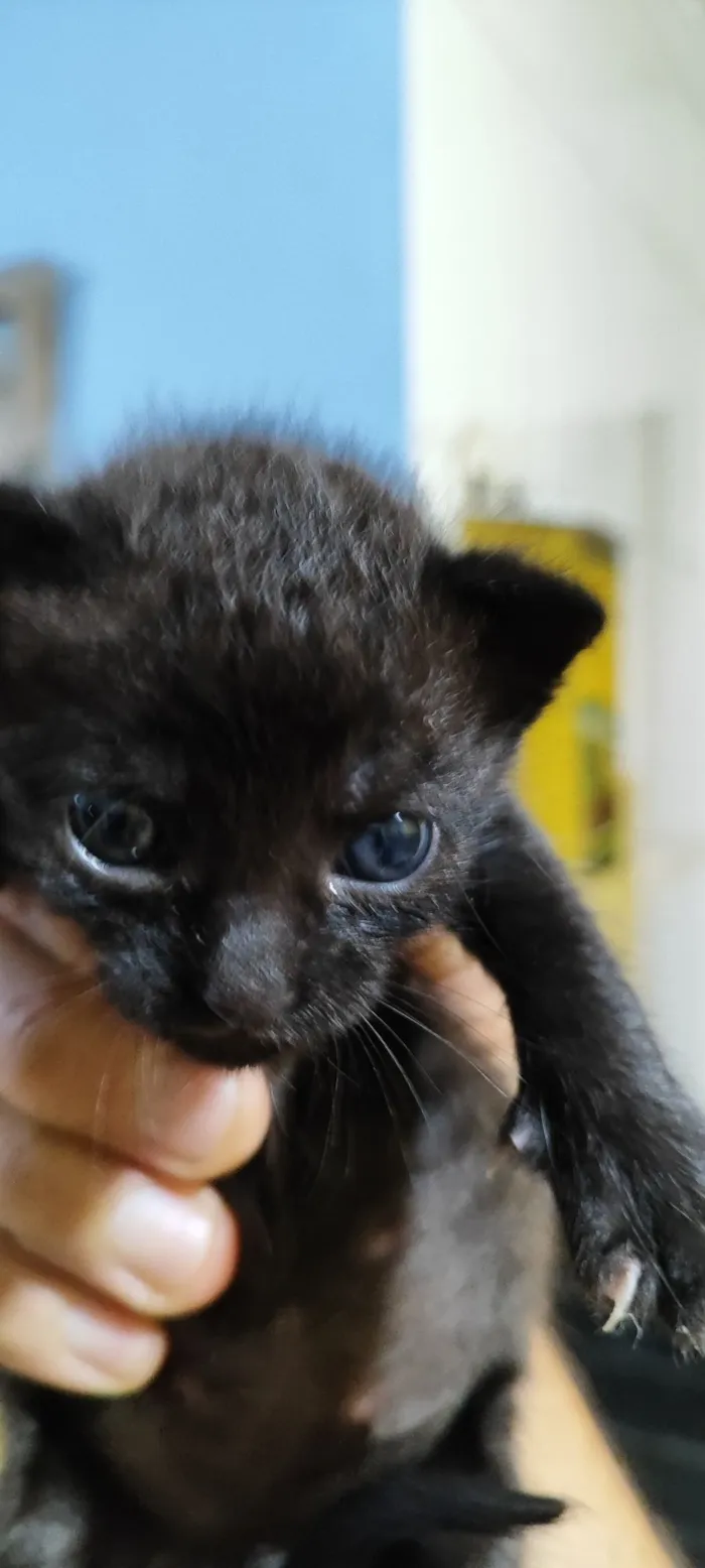 Gato raça SRD-ViraLata idade Abaixo de 2 meses nome yoyô