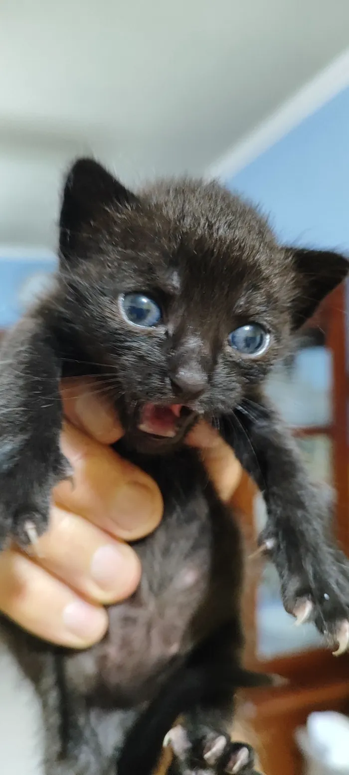 Gato raça SRD-ViraLata idade Abaixo de 2 meses nome yoyô
