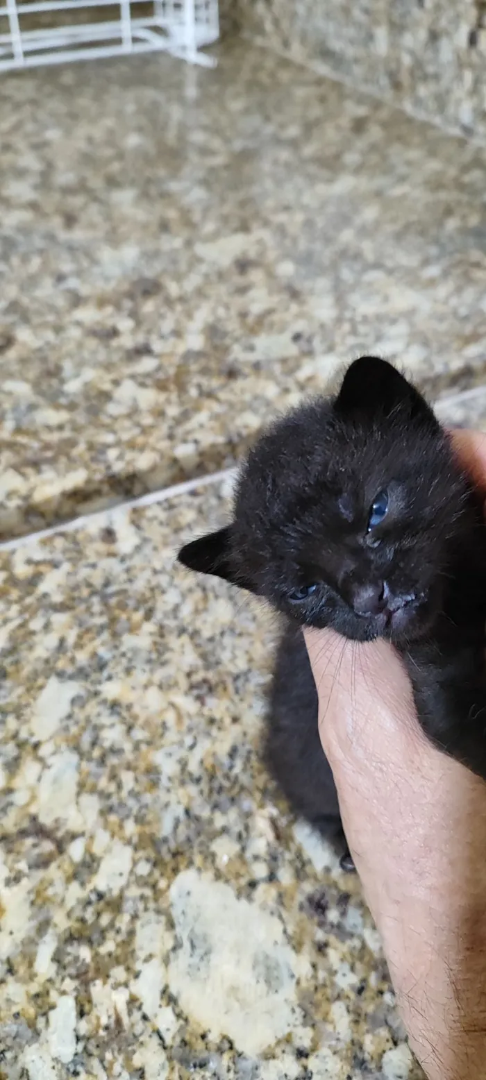 Gato raça SRD-ViraLata idade Abaixo de 2 meses nome yoyô