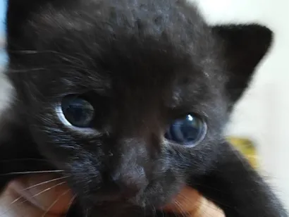 Gato raça SRD-ViraLata idade Abaixo de 2 meses nome yoyô