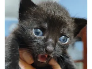 Gato raça SRD-ViraLata idade Abaixo de 2 meses nome yoyô