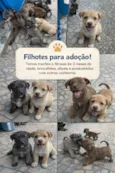 ?? Filhotes para adoção responsável! ?? Temos machos e fêmeas disponíveis, nascidos em 04/12/2025. São filhotes muito brincalhões, dóceis..