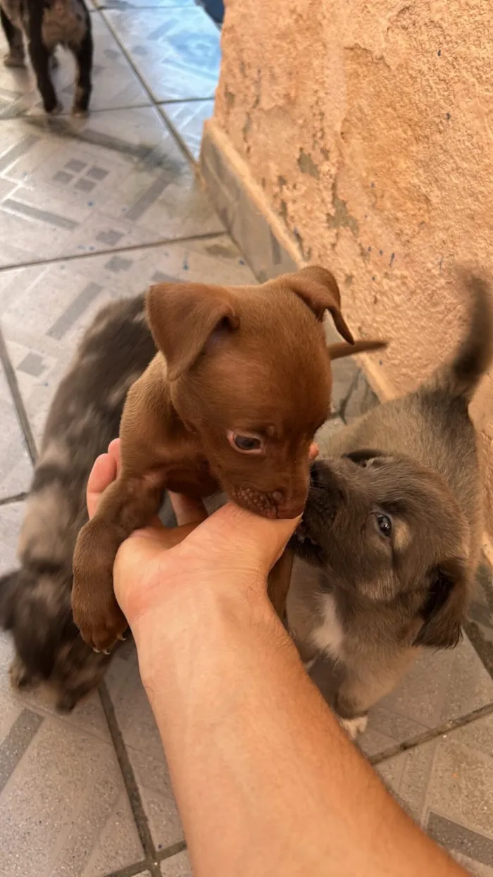 Cachorro raça SRD-ViraLata idade 2 a 6 meses nome ?? Filhotes para adoção responsável! ??  Temos machos e fêmeas disponíveis, nascidos em 04/12/2025. São filhotes muito brincalhões, dóceis..