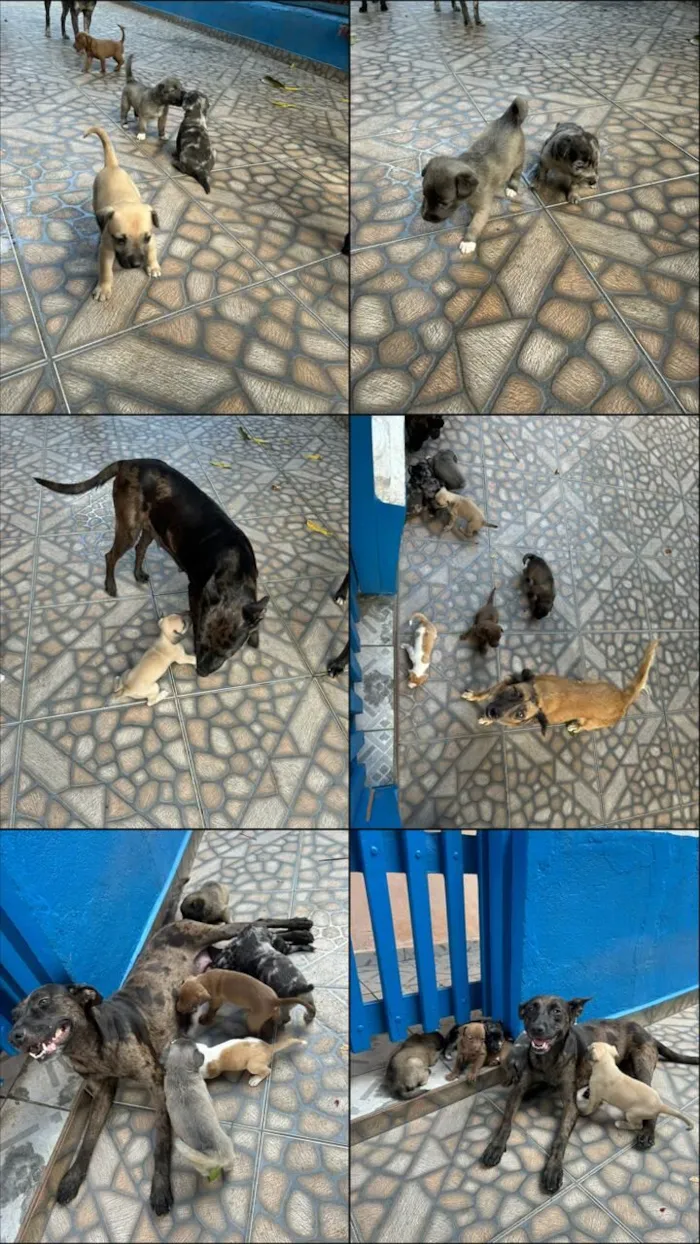 Cachorro raça SRD-ViraLata idade 2 a 6 meses nome ?? Filhotes para adoção responsável! ??  Temos machos e fêmeas disponíveis, nascidos em 04/12/2025. São filhotes muito brincalhões, dóceis..