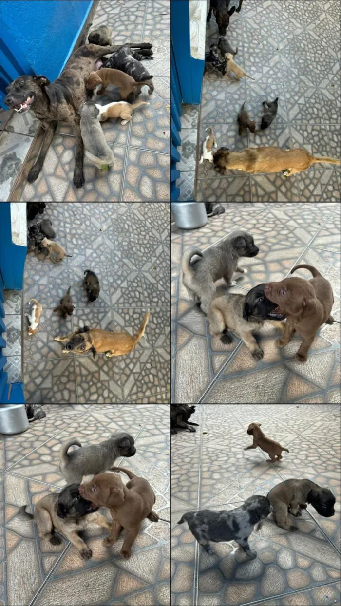 Cachorro raça SRD-ViraLata idade 2 a 6 meses nome ?? Filhotes para adoção responsável! ??  Temos machos e fêmeas disponíveis, nascidos em 04/12/2025. São filhotes muito brincalhões, dóceis..