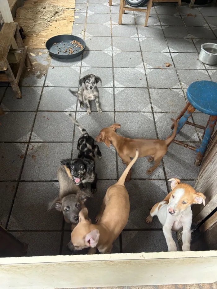 Cachorro raça SRD-ViraLata idade 2 a 6 meses nome ?? Filhotes para adoção responsável! ??  Temos machos e fêmeas disponíveis, nascidos em 04/12/2025. São filhotes muito brincalhões, dóceis..