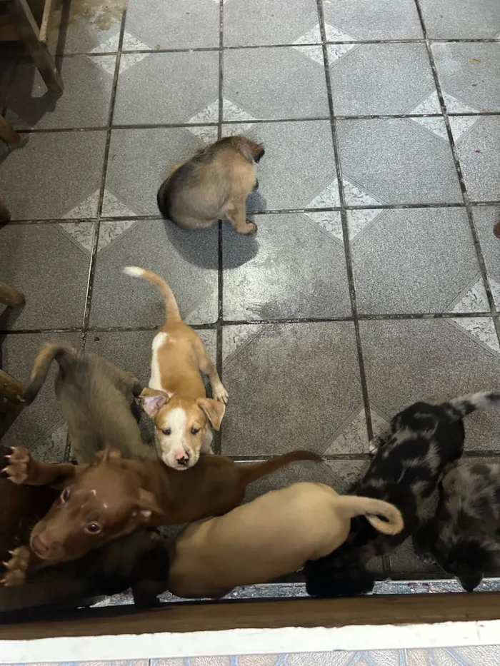 Cachorro raça SRD-ViraLata idade 2 a 6 meses nome ?? Filhotes para adoção responsável! ??  Temos machos e fêmeas disponíveis, nascidos em 04/12/2025. São filhotes muito brincalhões, dóceis..