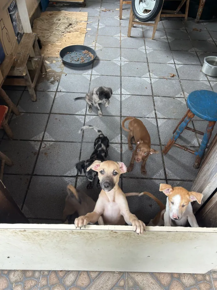 Cachorro raça SRD-ViraLata idade 2 a 6 meses nome ?? Filhotes para adoção responsável! ??  Temos machos e fêmeas disponíveis, nascidos em 04/12/2025. São filhotes muito brincalhões, dóceis..