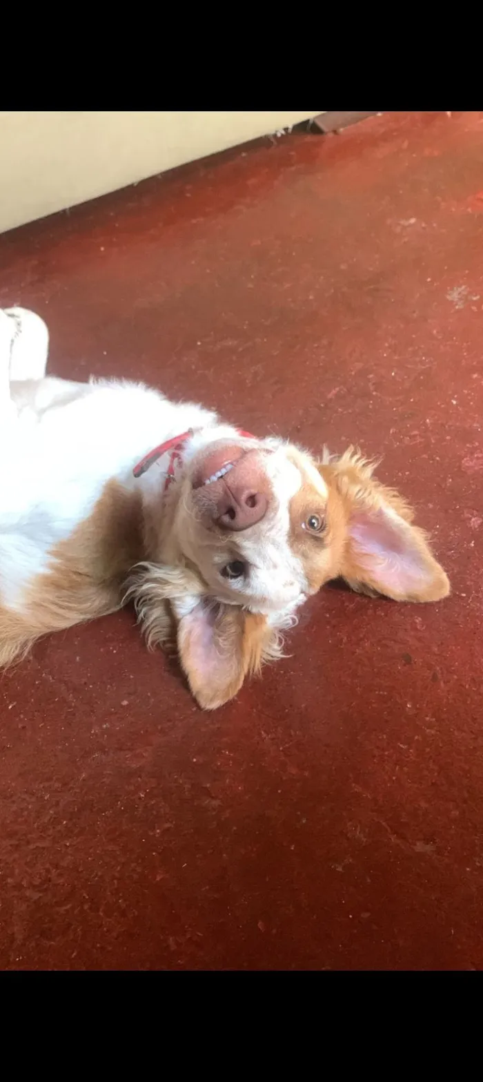 Cachorro raça SRD-ViraLata idade 2 anos nome spike