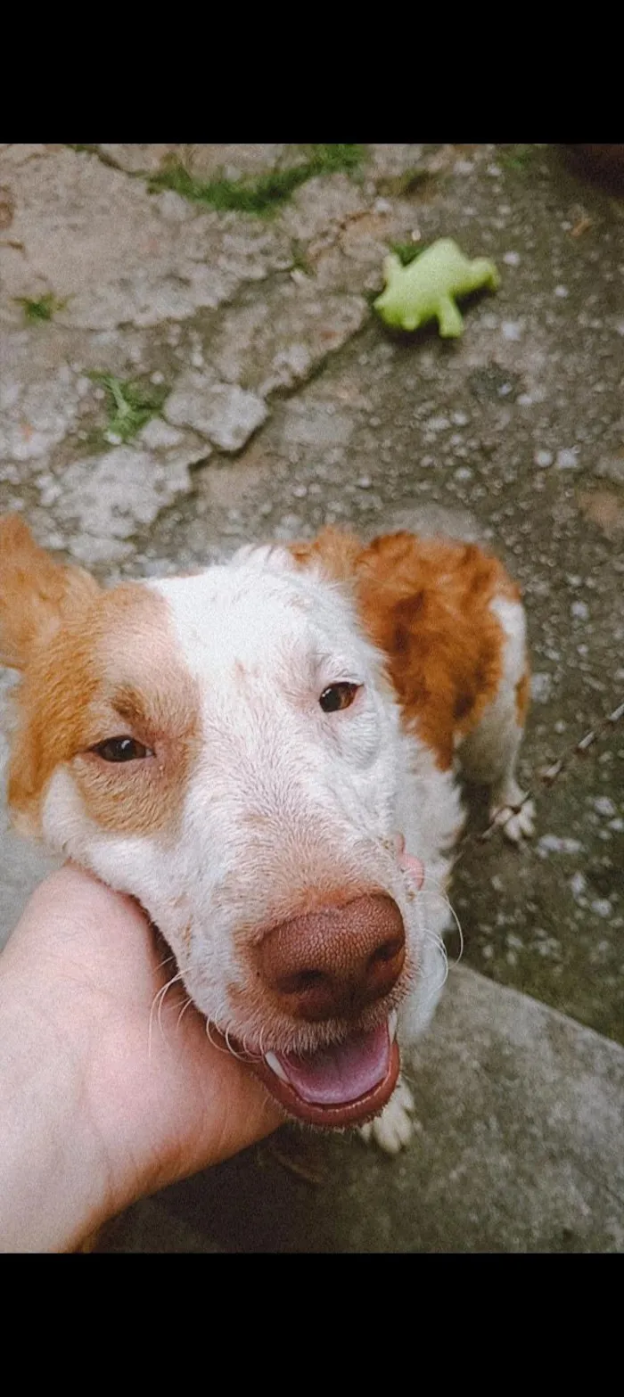 Cachorro raça SRD-ViraLata idade 2 anos nome spike