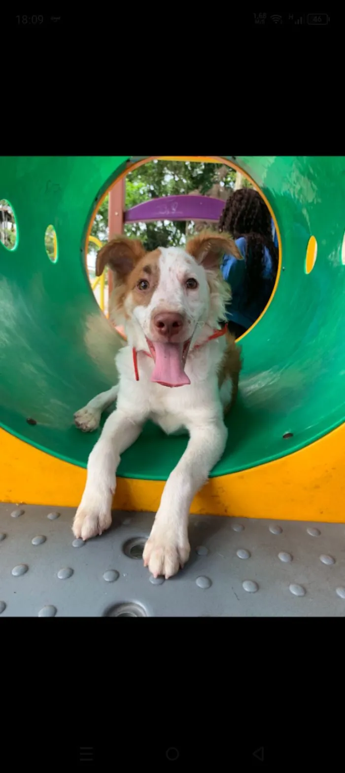 Cachorro raça SRD-ViraLata idade 2 anos nome spike