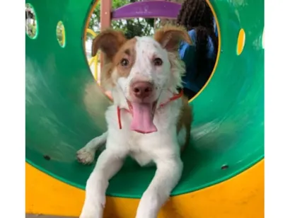 Cachorro raça SRD-ViraLata idade 2 anos nome spike