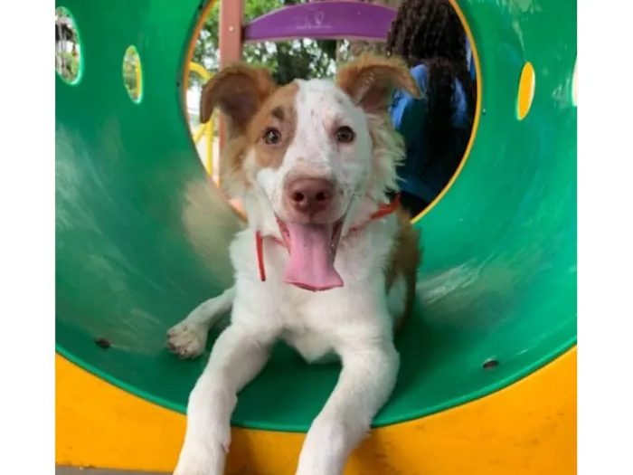 Cachorro raça SRD-ViraLata idade 2 anos nome spike