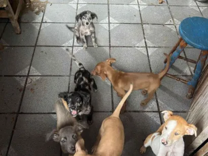 Cachorro raça SRD-ViraLata idade 2 a 6 meses nome ?? Filhotes para adoção responsável! ??  Temos machos e fêmeas disponíveis, nascidos em 04/12/2025. São filhotes muito brincalhões, dóceis..