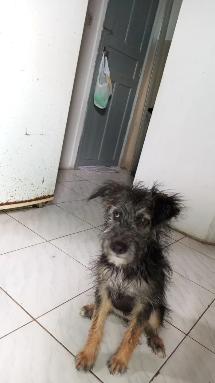 Cachorro raça SRD-ViraLata idade 2 a 6 meses nome kaila