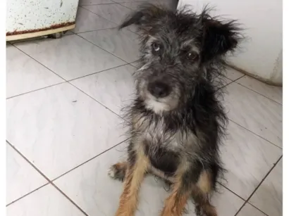 Cachorro raça SRD-ViraLata idade 2 a 6 meses nome kaila