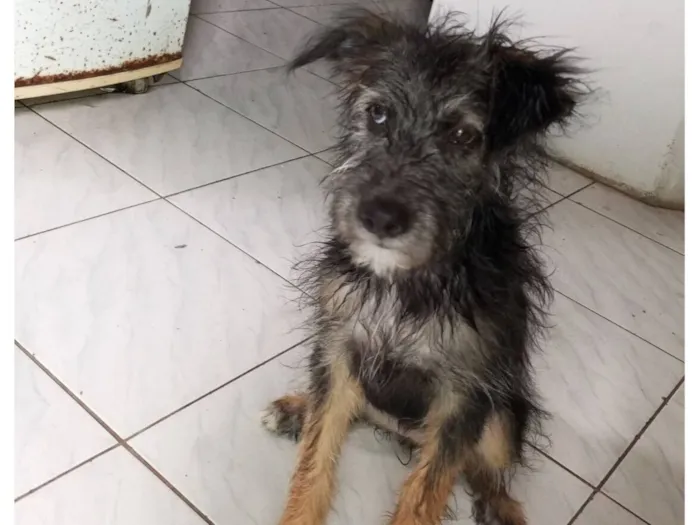 Cachorro raça SRD-ViraLata idade 2 a 6 meses nome kaila