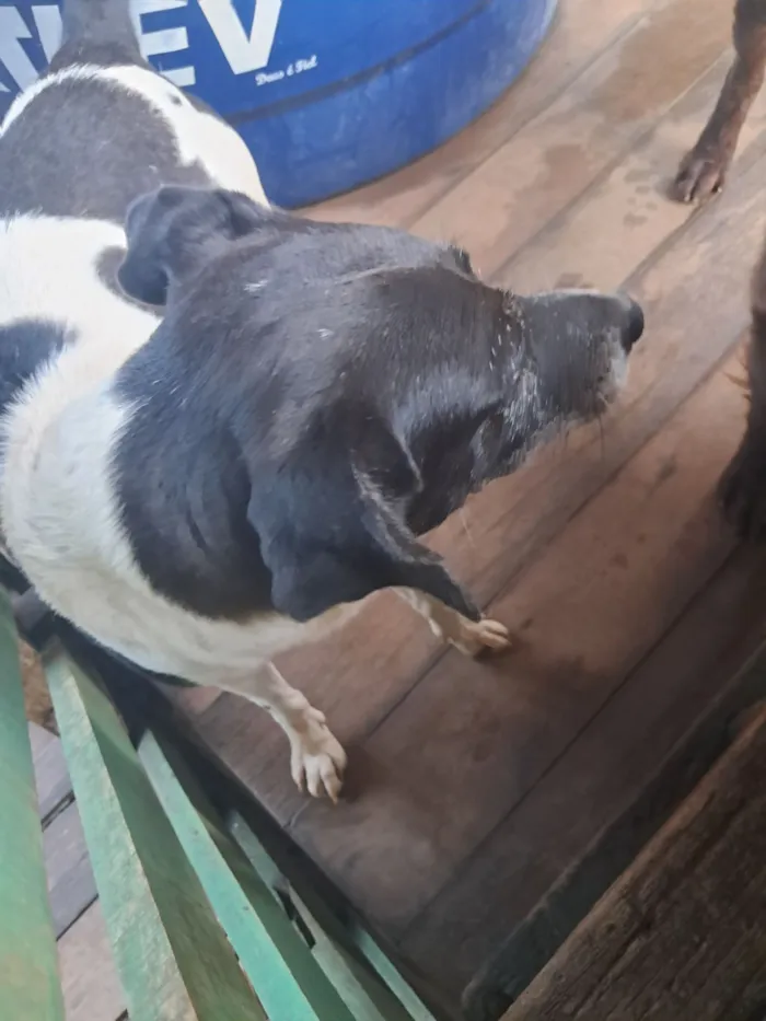 Cachorro raça SRD-ViraLata idade 1 ano nome Daniele Oliveira