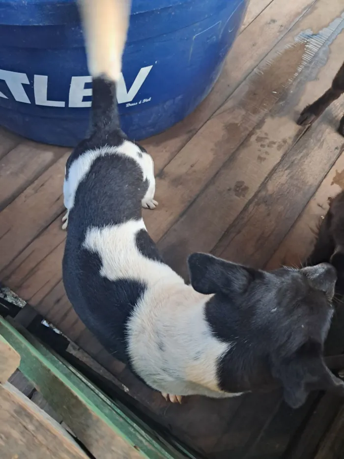 Cachorro raça SRD-ViraLata idade 1 ano nome Daniele Oliveira