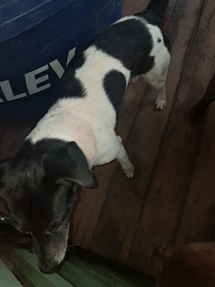 Cachorro raça SRD-ViraLata idade 1 ano nome Daniele Oliveira