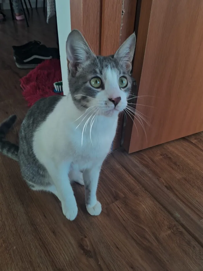 Gato raça SRD-ViraLata idade 2 a 6 meses nome asri 