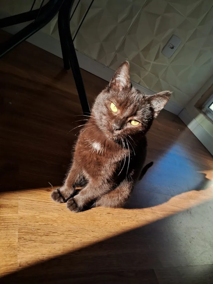 Gato raça SRD-ViraLata idade 1 ano nome nix 