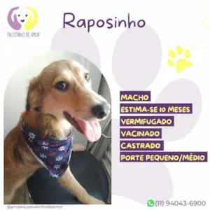 Cachorro raça SRD-ViraLata idade 1 ano nome Raposinho 