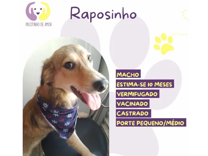 Cachorro raça SRD-ViraLata idade 1 ano nome Raposinho 