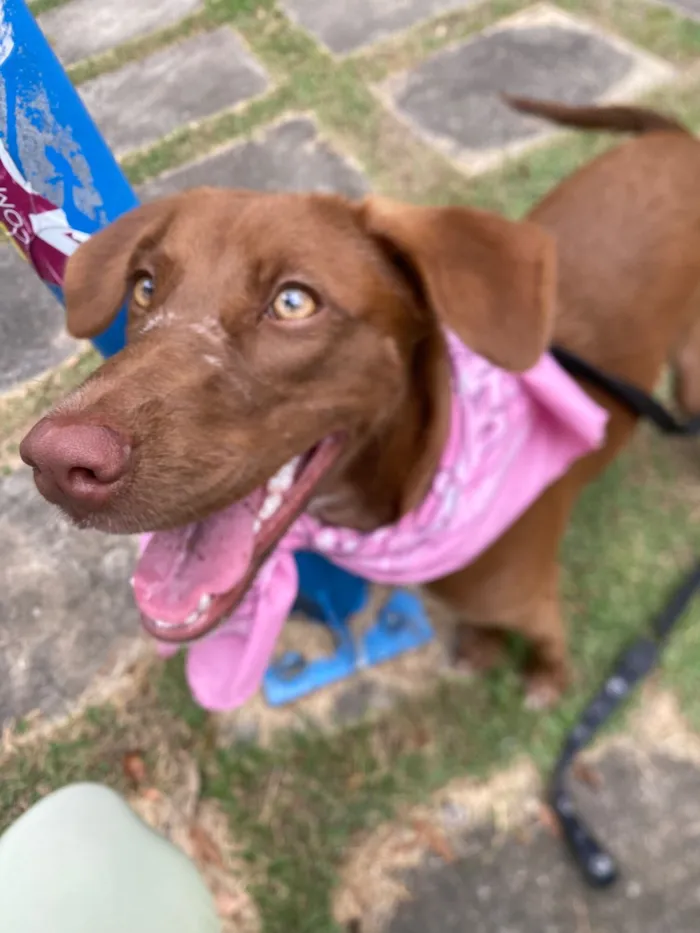 Cachorro raça SRD-ViraLata idade 7 a 11 meses nome Marrom 