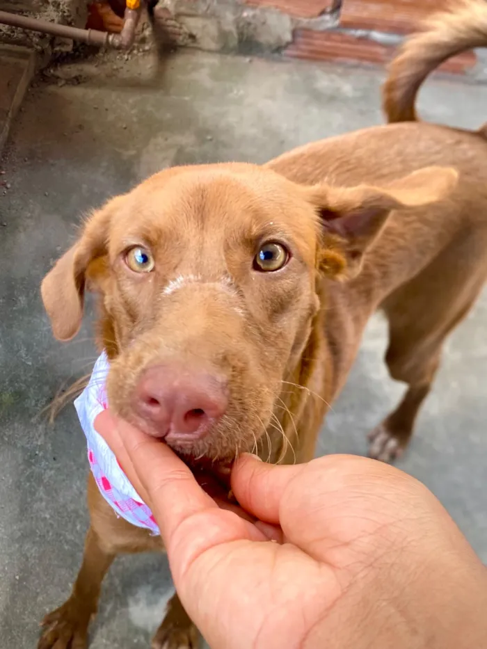 Cachorro raça SRD-ViraLata idade 7 a 11 meses nome Marrom 