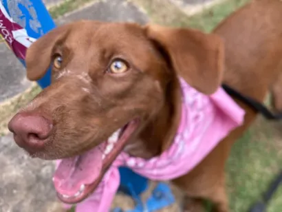 Cachorro raça SRD-ViraLata idade 7 a 11 meses nome Marrom 