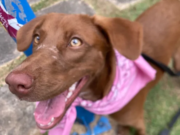 Cachorro raça SRD-ViraLata idade 7 a 11 meses nome Marrom 