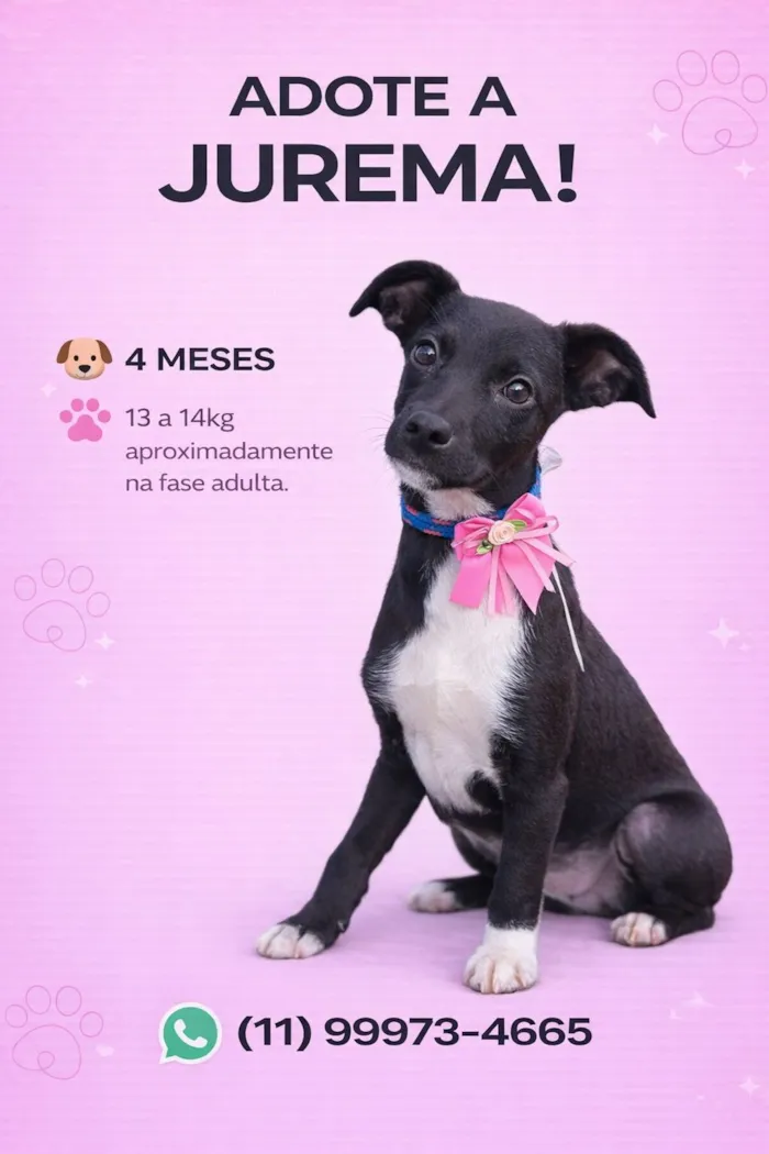 Cachorro raça SRD-ViraLata idade 2 a 6 meses nome Jurema